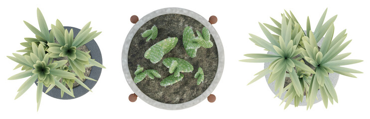 Wall Mural - Top view of 3d render plant in pot isolated on transparent background, png illustration.