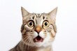 Surprised cat animal mammal kitten.