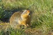 Ground squirrel eats a blade of grass.