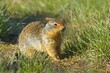 Columbian ground squirrel eating grass.