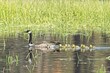 Goose and goslings swimming in a pond.
