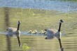 Geese and goslings swimming in a pond.