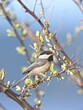Black capped chickadee on a twig.