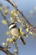 Black capped chickadee calling out.
