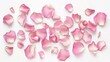 © Bijac - delicate pink rose petals scattered on white background high resolution photo