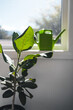 caring for home plants and indoor gardening, fiddle leaf fig indoor by the window with sunlight shining and green watering can
