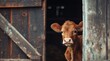 Curious cow peeking out from behind barn door