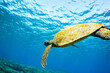 サンゴ礁をゆったりと泳ぐ大きく美しいアオウミガメ（ウミガメ科）。

スキンダイビングポイントの底土海水浴場。
航路の終点、太平洋の大きな孤島、八丈島。
東京都伊豆諸島。
2020年2月22日水中撮影。


Large, beautiful green sea turtles (Chelonia mydas, family comprising sea turtles) swim leisurely