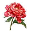 Clipart illustration a bouquet of Peony on white background. Suitable for crafting and digital design projects.[A-0001]