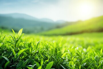 Green tea plant plantation outdoors.