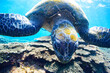 逆光の中ゆったり泳ぐ美しく大きなアオウミガメ（ウミガメ科）とダイバー達。

スキンダイビングポイントの底土海水浴場。
航路の終点、太平洋の大きな孤島、八丈島。
東京都伊豆諸島。
2020年2月22日水中撮影。

Beautiful and large green sea turtle (Chelonia mydas, family Turtles) swimming leisurely 