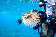 膨らんで水面を漂う美しいハリセンボン（ハリセンボン科）と撮影するスキンダイバー。

スキンダイビングポイントの底土海水浴場。
航路の終点、太平洋の大きな孤島、八丈島。
東京都伊豆諸島。
2020年2月22日水中撮影。

A beautiful Balloon Porcupinefish (Diodontidae) swells and drifts on the surface of the wa