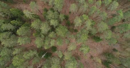 Aufkleber - A areal forest with a mix of green and brown trees. The trees are tall and spread out, creating a sense of depth and vastness. Scene is peaceful and serene, as the viewer is surrounded by nature