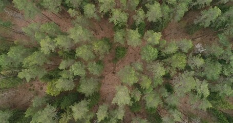 Aufkleber - A areal forest with a mix of green and brown trees. The trees are tall and spread out, creating a sense of depth and vastness. Scene is peaceful and serene, as the viewer is surrounded by nature
