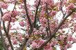 花,桜,小金井公園,
flowers, cherry blossoms, Koganei Park,