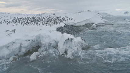 Antarctica penguins colony. Aerial drone view flight over swimming, standing Emperor penguins groups. Antarctic wildlife among snow ice sheet and raging ocean.