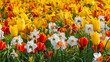 Colorful Tulips and Daffodil flowers in the flower field.