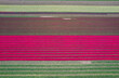 Colorful Tulips and Hyacinth fields during spring time in the Netherlands.
