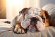 An english bulldog sleeping lying on a mattress on a clean background. Pet, Animals, Illustration, Generative AI.