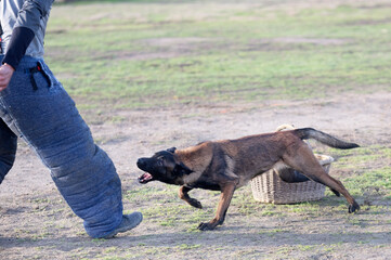 Wall Mural - training of belgian shepherd