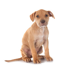 Wall Mural - puppy american pit bull terrier with chihuahua