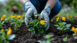 Gloved person plants flowers in a garden, surrounded by natural beauty