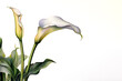 Painting Calla lily The large white ones bloom beautifully. Slender stem and light green leaves on white background.