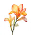 Watercolor   bright orange  lily It reveals delicate petals on a white background.