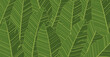 Banana leaves background Vector illustration