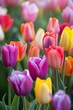 Captivating Colors: A Breathtaking Display of Bright Blooming Tulips
