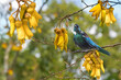 New Zealand native bird Tui is sitting on the branch of kowhai tree