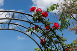 Fototapeta  - Arco di metallo con rose rosse rampicanti