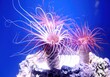 See Anemonen, eine faszienierende Unterwasserwelt