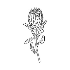 Wall Mural - Protea flower black line art isolated on white background