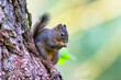 Douglas pine squirrel