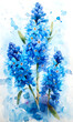 Blue hyacinth flowers on a white background. Watercolor painting.