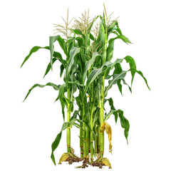 Fototapete - A bunch of corn plants isolated transparent background PNG
