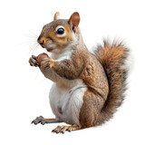 A cute squirrel standing on its hind legs isolated transparent background PNG