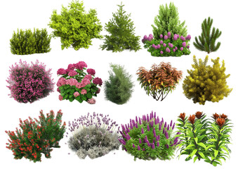 Set of various shrubs and perennials for landscape isolated transparent background PNG