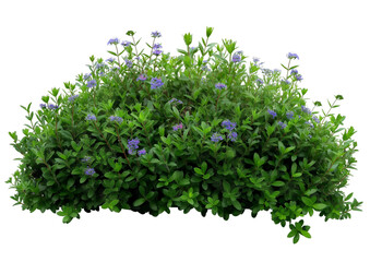 bush with small flowers transparent background png