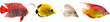 Multicolored aquarium fishes on a transparent background, side view.