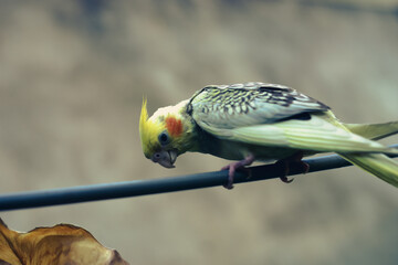 Nymphicinae. Cockatiel Nymphicus now classified as the smallest subfamily of the Cacatuidae (cockatoo family). Cockatiel Nymphicus are native to Australia,