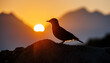 sunset in the mountains with silhouette of a bird