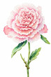 Watercolor pink carnation flowers. Decoration for Mother's day card, weddings, wedding design, wedding invitation.