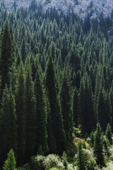 Wall Mural - landscape with a beautiful green fir spruce forests in summer the Tien Shan mountains in Kazakhstan