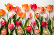 Fresh spring tulip flowers as a holiday postcard design white background