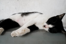 Black N White Cat Sleep On The Bench At Public Area. Cat Sleeping On The Iron Bench At Train Station