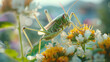 Grasshopper sitting on colorful flower. Close-up. Isolated. Detailed. Nature. Insect. 