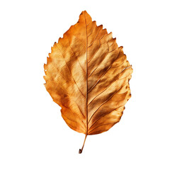 Wall Mural - dry leaves isolated on transparent background Generative Ai.