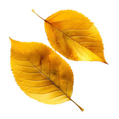 Wall Mural - yellow autumn leaves isolated on transparent background Generative Ai.